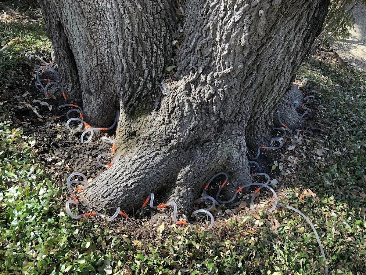 Detailed Tree Cabling and Bracing job site in Staffordsville