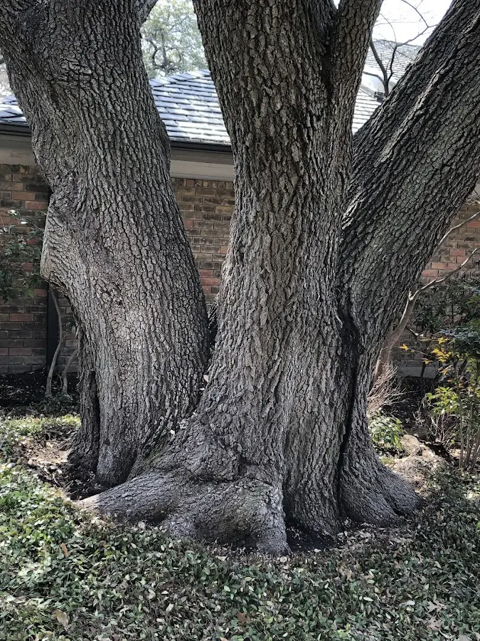 Mature heritage tree close to a Staffordsville property cared for by certified arborists